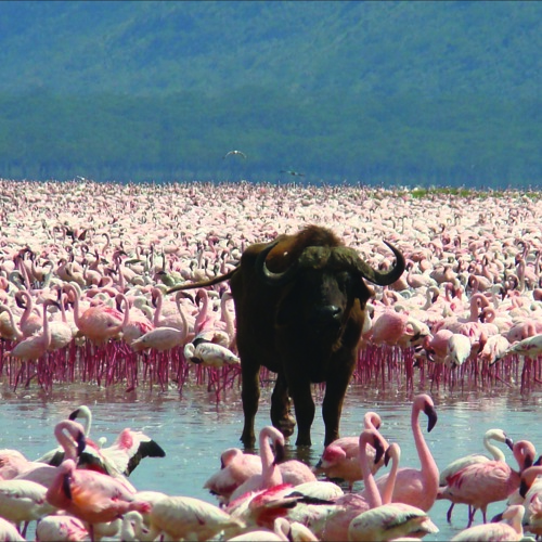 Buffel tussen de flamingo's in Lake Nakuru